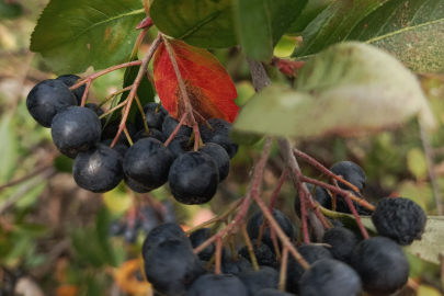 Hücreleri yeniliyor, diabete iyi geliyor şimdi pazar arıyor