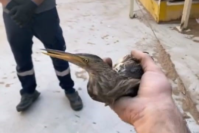 Nesli tükenmekte olan kuşu doğaya saldılar