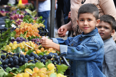 Osmangazi'de Türkiye'nin en lezzetli üzümleri yetişiyor