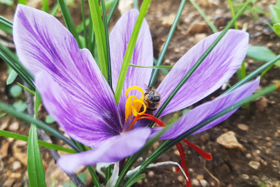 “Dünyanın en pahalı baharatı" safran çiçek açmaya başladı