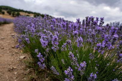 Sağlık ve güzelliğin doğal ilacı