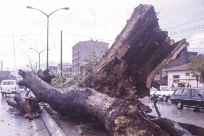 650 yıllık Duaçınarı BUÜ'de...