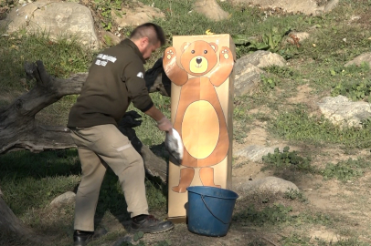 Maket ayıyı gören ayılar şaştı kaldı