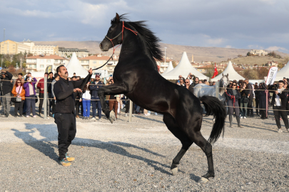 "At Festivali" renkli görüntülere sahne oldu
