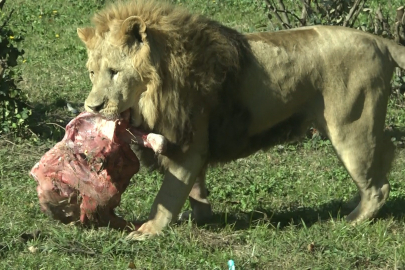 Aslanların nefes kesen beslenme testi