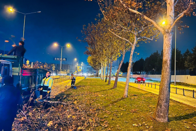 Büyükşehir'den çınar ağaçlarına kış bakımı