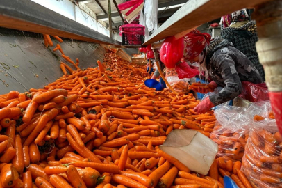 Tarlada kilosu 8 lira olan havuç pazarda 45 lira