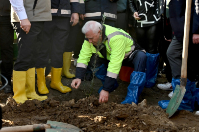 Zeytin fidanları toprakla buluştu