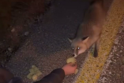 Uludağ yolunda cips yiyen tilki...