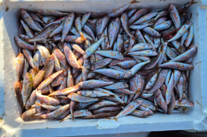 Marmara’da balıkçılar farklı balık türü ile dönüyor