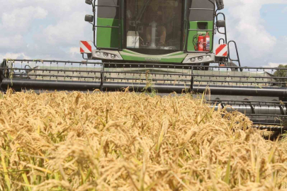 TMO çeltik alım fiyatlarını açıkladı