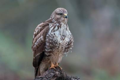 Tarımın gizli dostları Şahinler Bursa'da kışlıyor