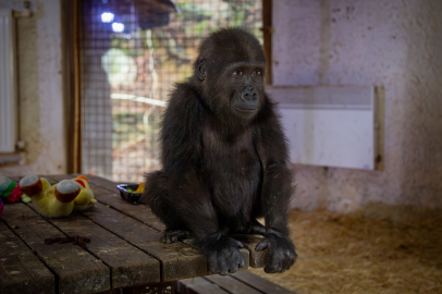 Goril yavrusundan haber var!