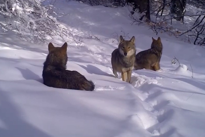 Fotokapana kurt sürüsü takıldı