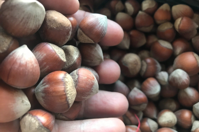 Fındık ihracatında rekor artış