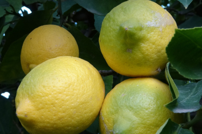 Limonda yoğun hasat dönemi: Fiyatı 6-7 TL’ye kadar düştü