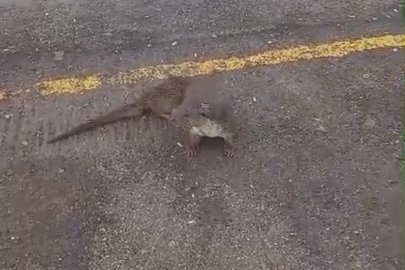 Kumla’da su samurunu elleriyle beslediler