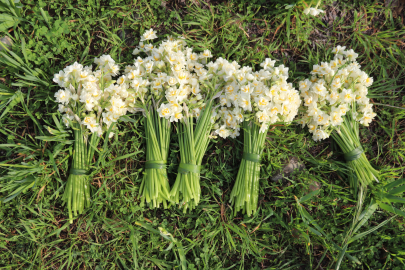 Karaburun'u nergis kokusu sardı