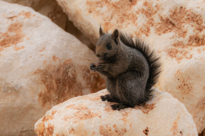 Bursalı fotoğrafçı nadir görülen sincap türünü görüntüledi