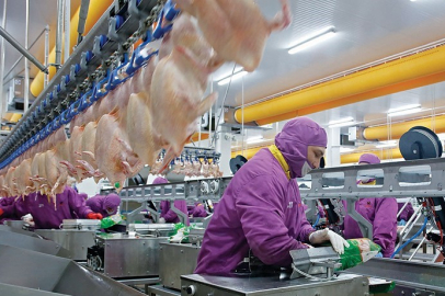 Avrupa'ya tavuk ürünleri ihracatı başlıyor