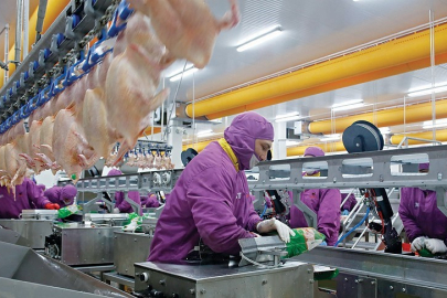 Türk tavuğu Avrupa yolunda