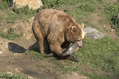 Boz ayılar kış uykusunu unuttu