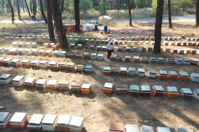 Arıcılar kovan başına 5 kilogram indirimli şeker desteği istiyor