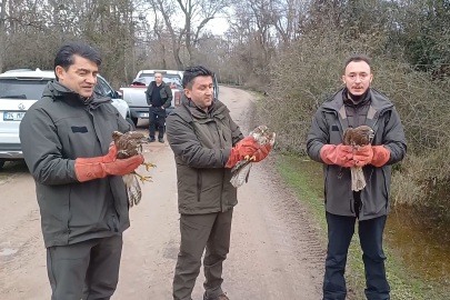 Yaralı şahinler özgürlüklerine kavuştu