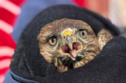 Yaralı şahine mevsimlik işçiler sahip çıktı