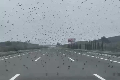 Yüzlerce sığırcık sürücüleri hayrete düşürdü