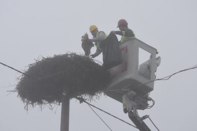 Leylek yuvalarında temizlik sürüyor