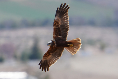 Yırtıcı tür 'Saz Delicesi' görüntülendi