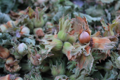 Fındık ihracatında yüzde 12'lik artış!