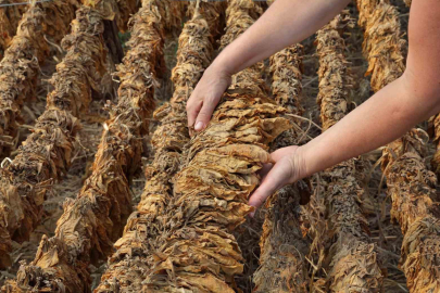 Tütün ürünlerine vergi düzenlemesi