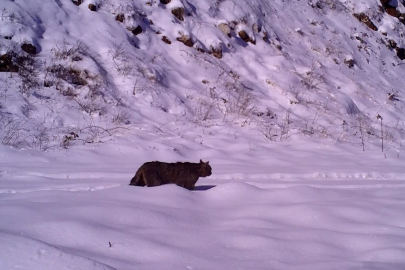 Yaban kedisi İnegöl'de görüntülendi