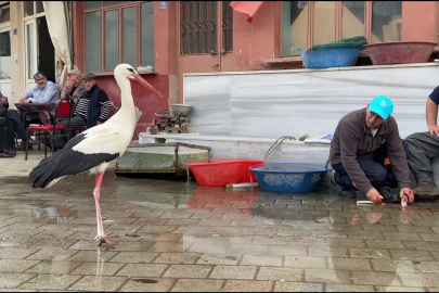 Yaren, diğer leylekleri de alıştırdı