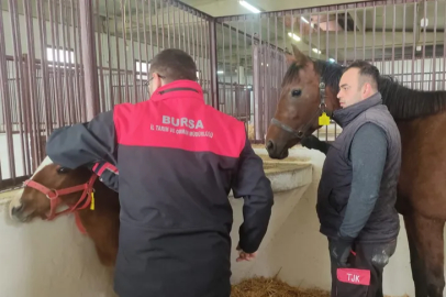 Tay tescil işlemleri Bursa'da sürüyor