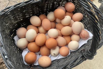 YUM-BİR: "Yumurta fiyatlarını ABD artırıyor"