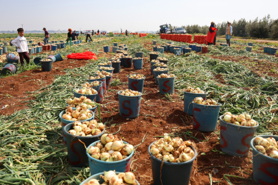 Soğanda bereket! Verim de fiyat da sevindirdi