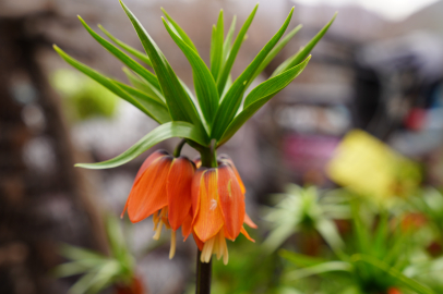 'Ters lale'ler açtı