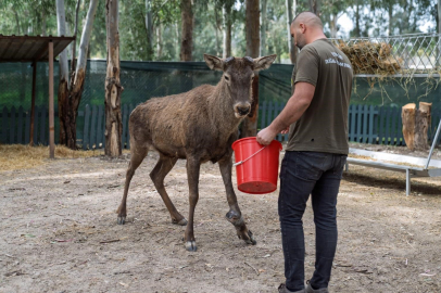 Yaralı kızıl geyik emin ellerde