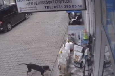 Kediyi kıskanan köpekten gülümseten hareket