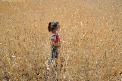 Dünya tahıl üretimi 62 milyon ton artacak