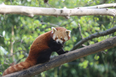 Kızıl pandaların halleri ziyaretçilerini güldürdü