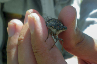 Böcek 'Emine' literatüre girdi