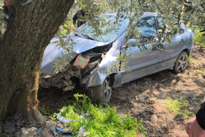 Otomobil zeytin tarlasına uçtu