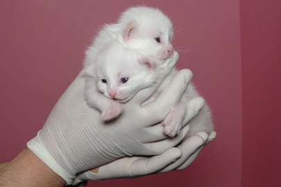 2025 yılının ilk Van kedileri dünyaya geldi