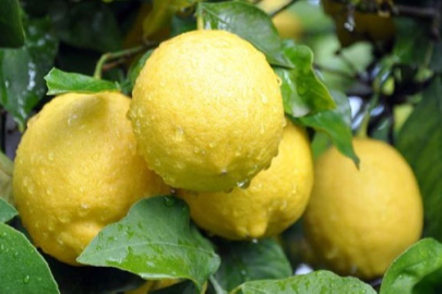 Limon ihracatı geçici olarak durduruldu