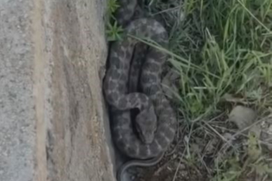 Tek ısırıkta öldüren yılan türü Türkiye'de görüldü