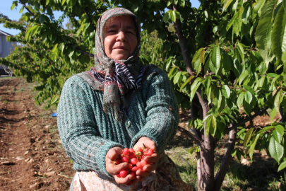İlk kirazın kilosu 3 bin 500 TL'den satıldı